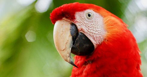 Papegaai Costa Rica